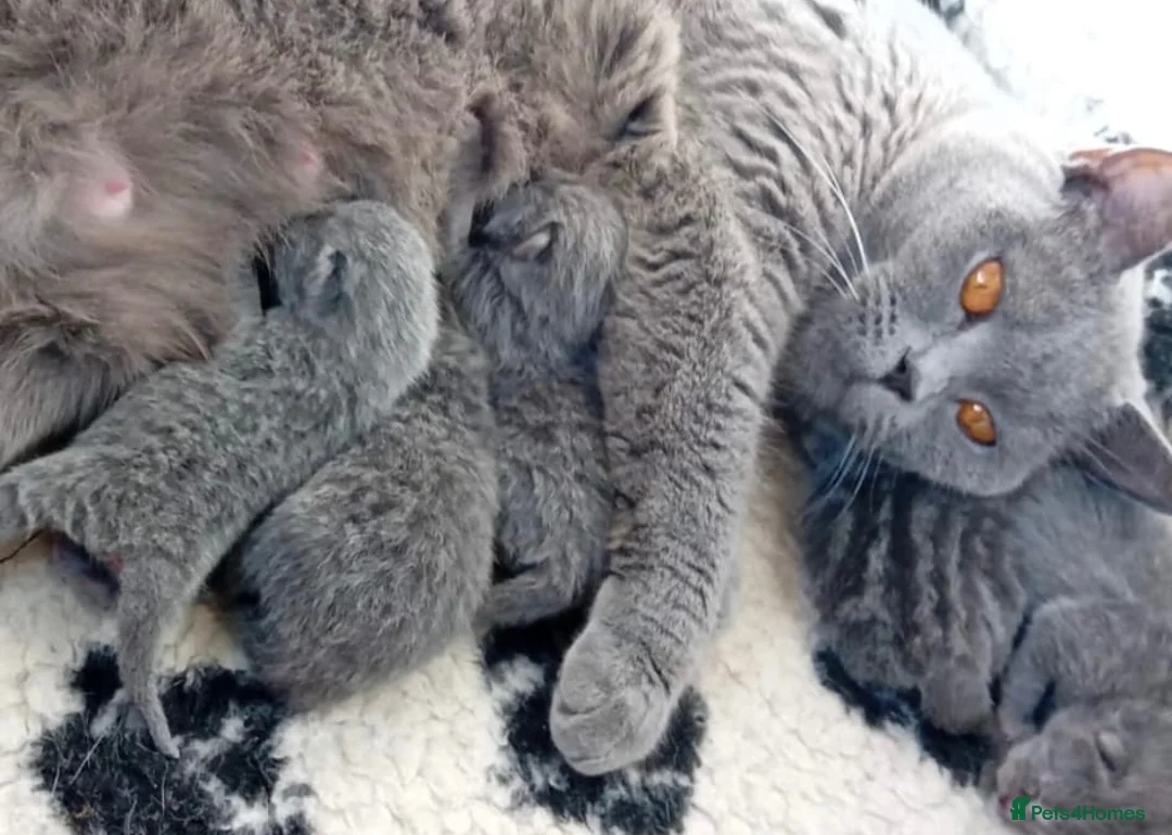 British Shorthair cats for sale: 4 gorgeous British short hair kittens - Advert 2