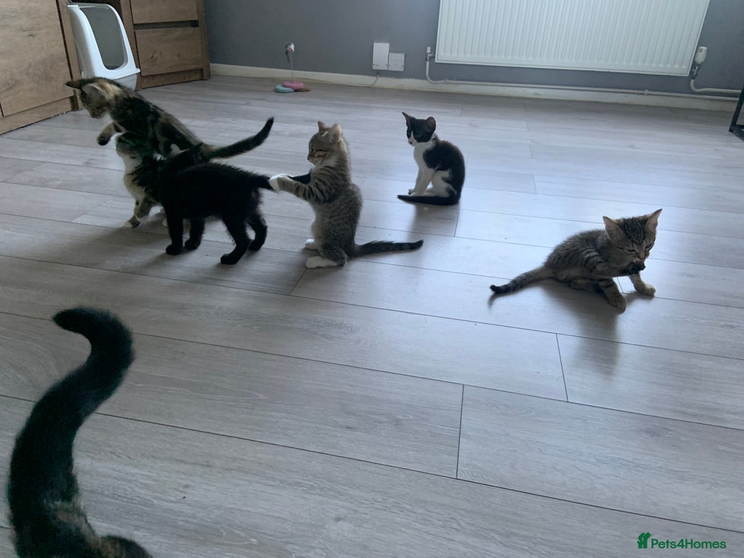 Bengal cats for sale: Kittens for sale - Image 12
