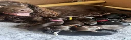 Cocker Spaniel dogs for sale: Working cocker pups in Tadley - Advert 12