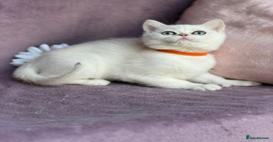 British Shorthair cats - Advert 2