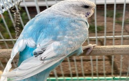 Budgerigars birds for sale: Young budgies for sale in Norbury - Image 12