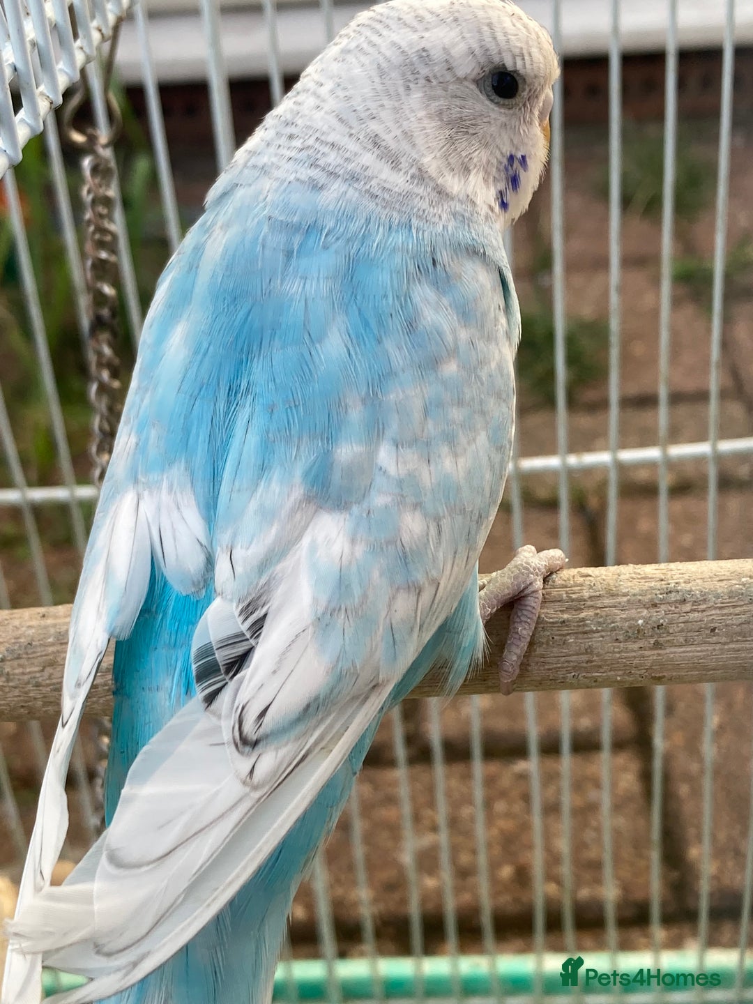 Budgerigars birds for sale: Young budgies for sale in Norbury - Image 12