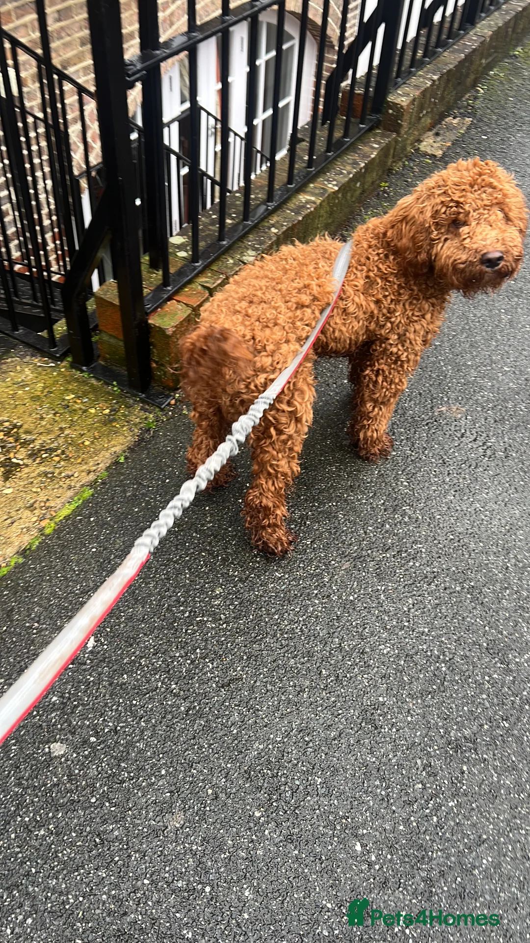 Cockapoo dogs for sale: Male Cockapoo  in Brighton - Advert 3