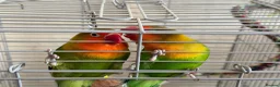 Lovebirds birds for sale: Lovebirds  - Advert 2
