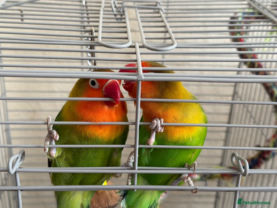 Lovebirds birds for sale: Lovebirds  - Advert 2