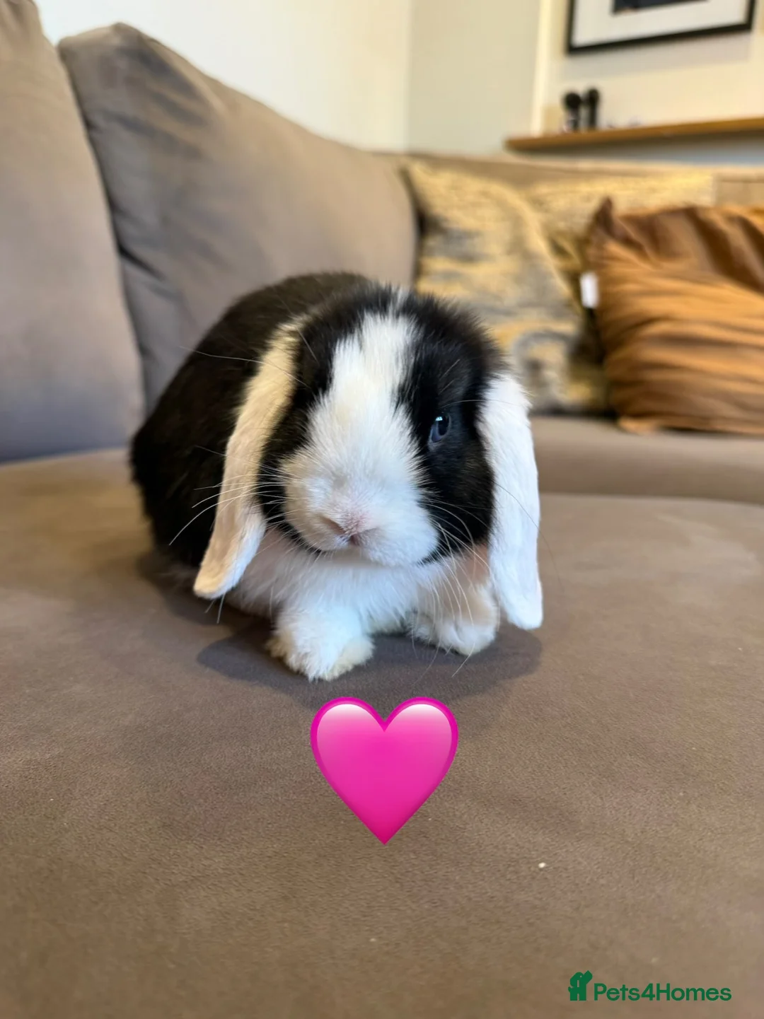 Mini Lop rabbits for sale: 10 week old Mini lops - Advert 9