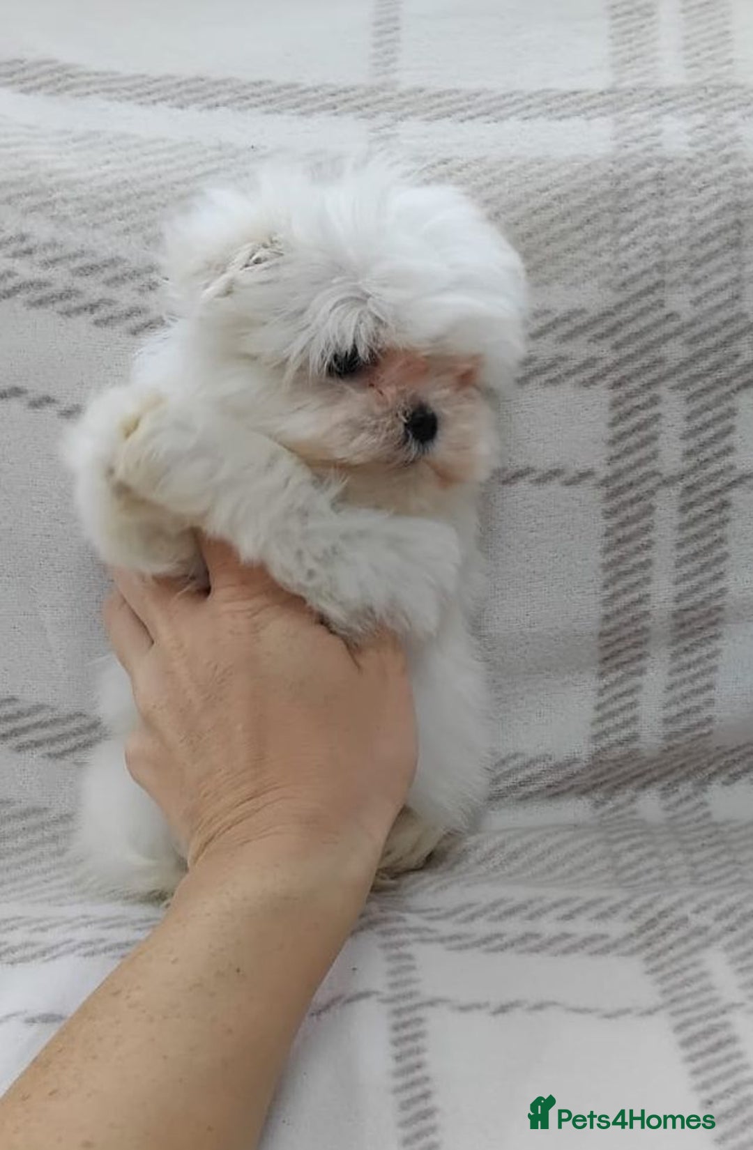 Maltese dogs for sale: Maltese puppies  - Advert 4