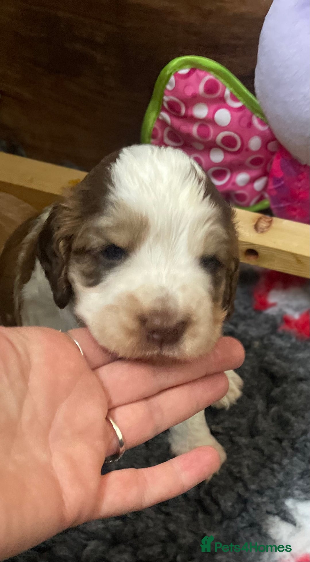 Cocker Spaniel dogs for sale: Beautiful health tested Cocker spaniel pups  - Advert 25