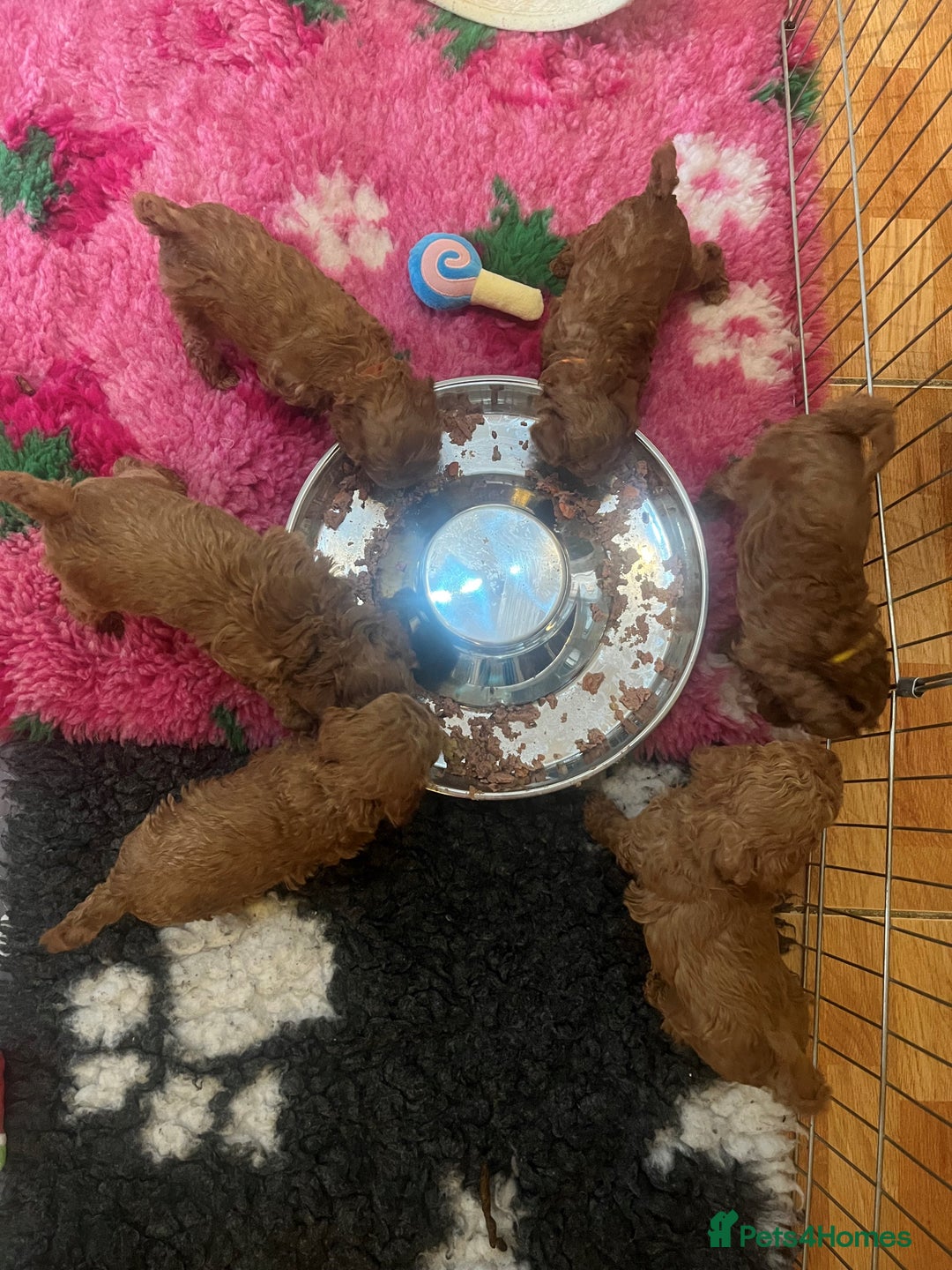 Toy Poodle dogs for sale: KC Reg High Quality RED Toy Poodles - Image 3