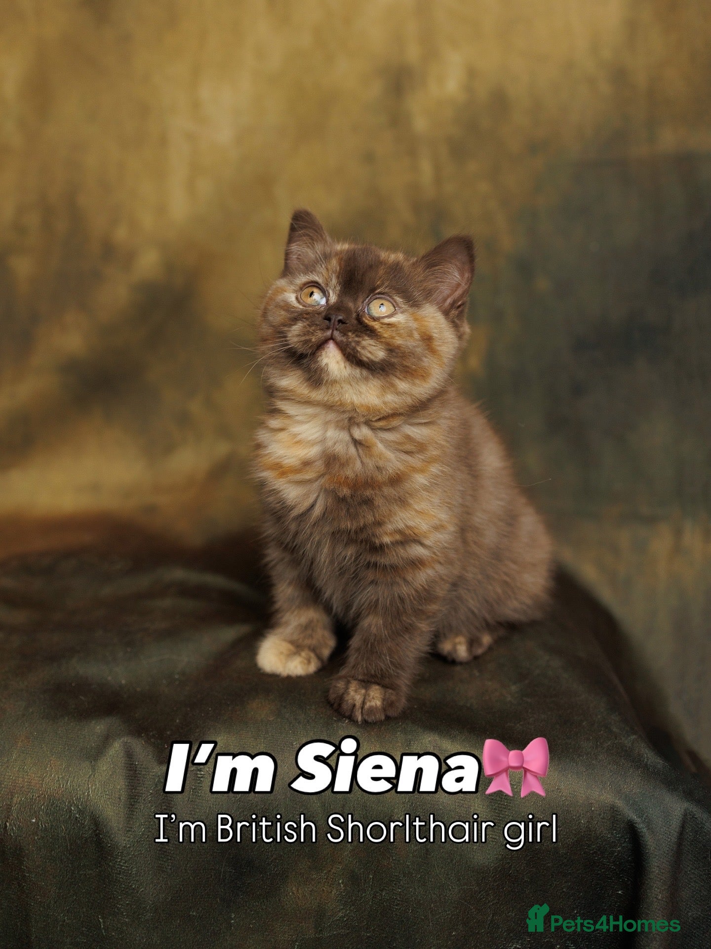 British Shorthair cats Chocolate brown cinnamon tortie British Kittens - Advert 7