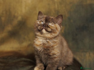 British Shorthair cats British Short and Long Hair - Advert 4