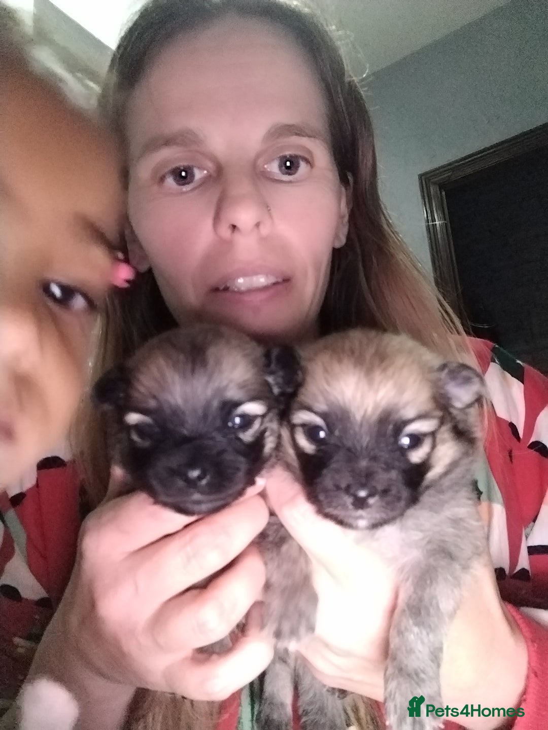 Mixed Breed dogs for sale: 4 puppies left  - Image 11