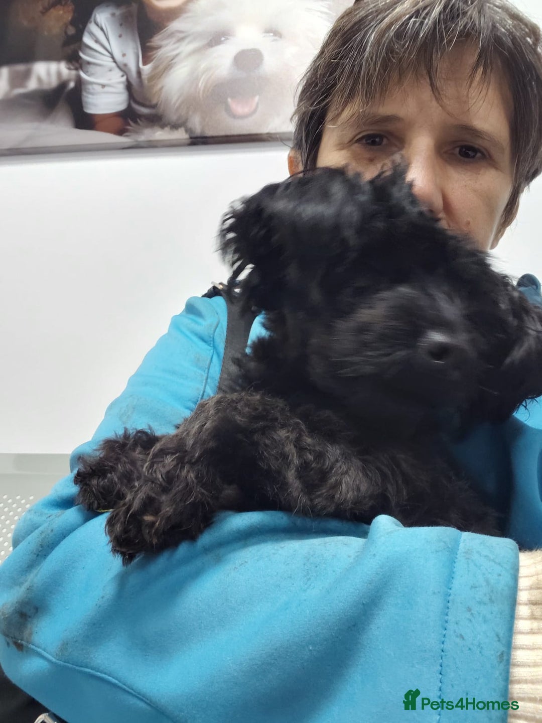 Mixed Breed dogs for adoption: 💛 BRINDY - A Sweet Little Black Velvet Girl 💛🐾 - Advert 10