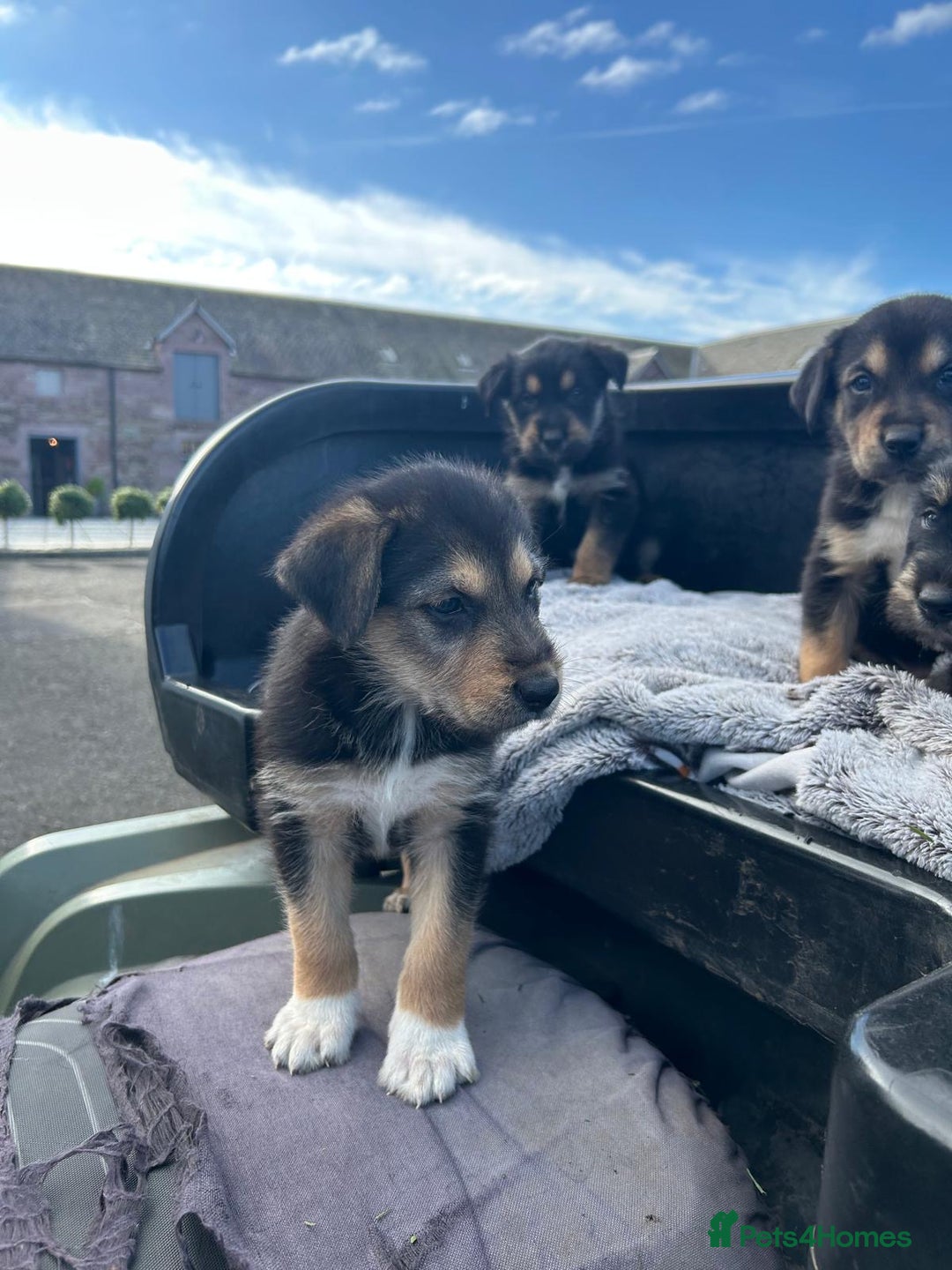 Mixed Breed dogs for sale: Bearded Collie cross New Zealand Huntaway  - Image 8