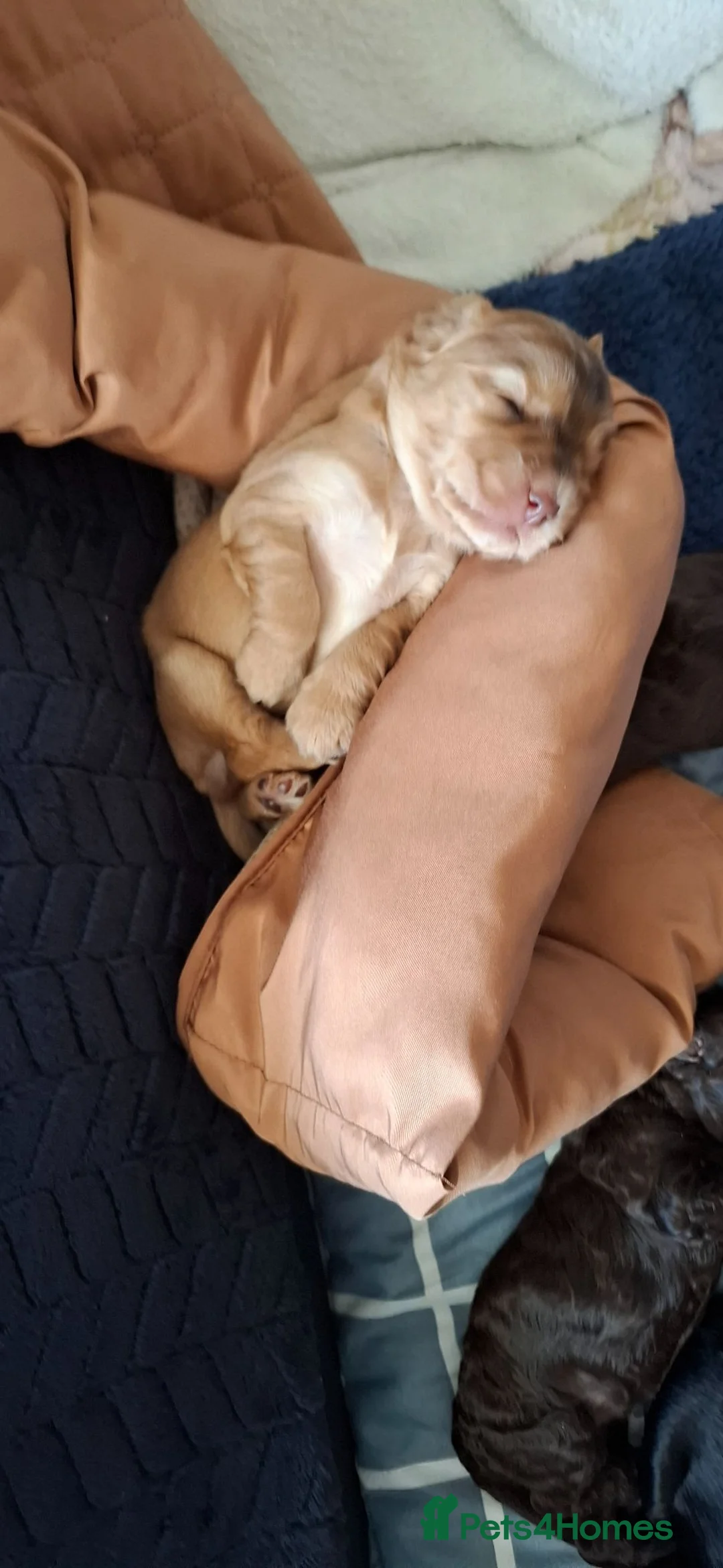 Cockapoo dogs for sale: Beautiful cockapoos  - Advert 2