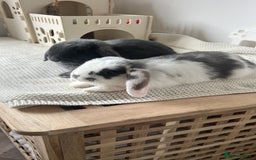 Mini Lop rabbits for sale: Rehoming Two Mini Lops - Image 9