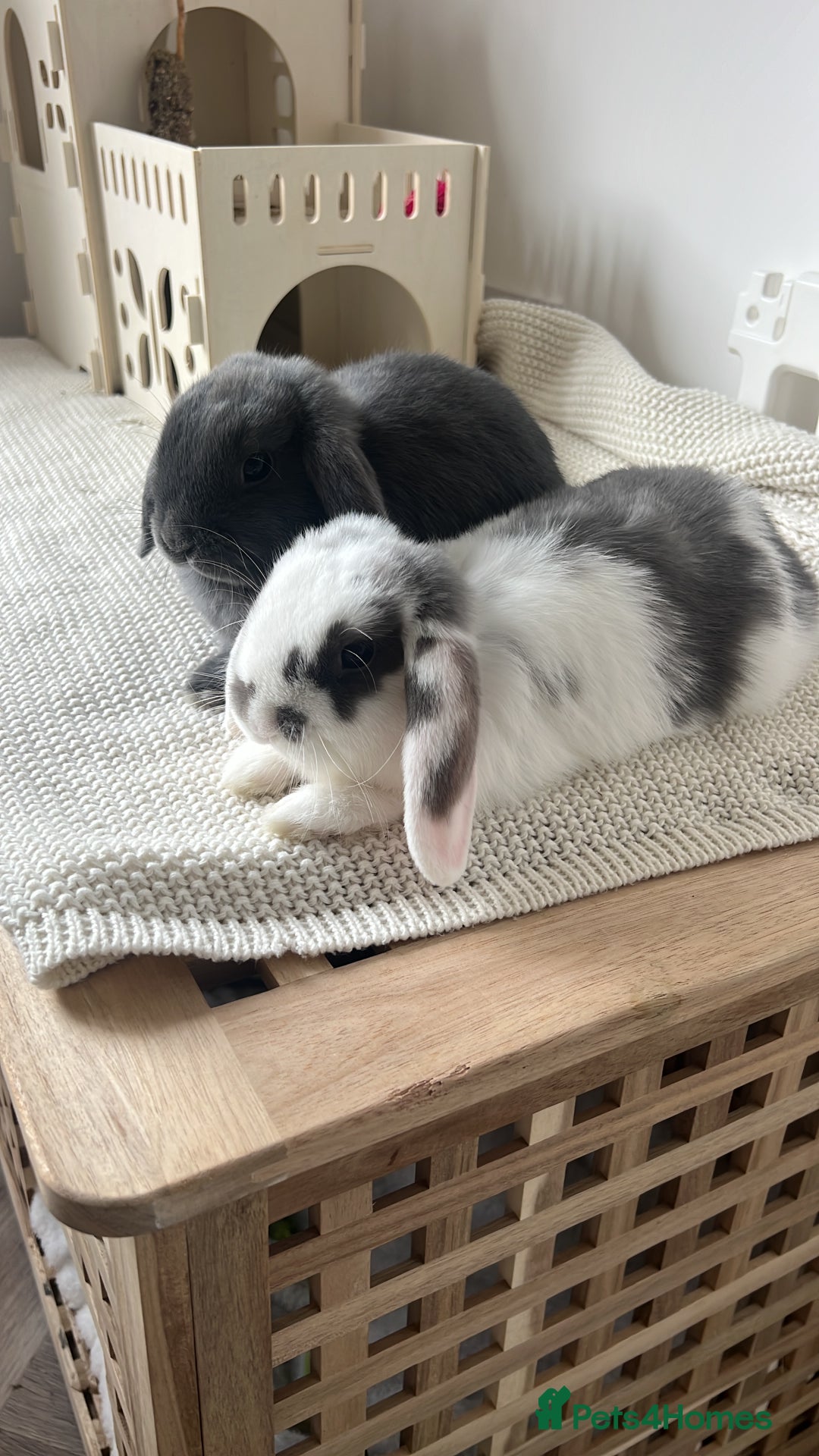 Mini Lop rabbits for sale: Rehoming Two Mini Lops - Image 9