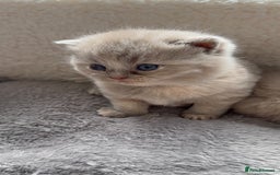 British Shorthair cats for sale: Champions bloodline British Shorthair Kittens! 🐾  - Image 26