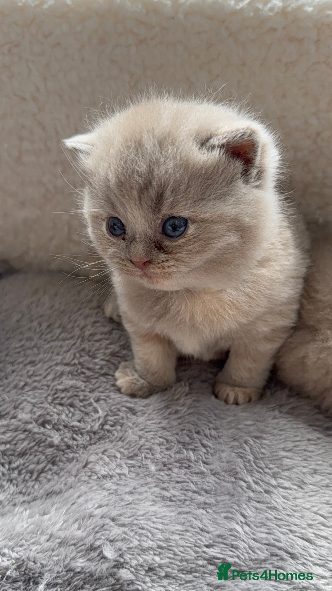 British Shorthair cats for sale: Champions bloodline British Shorthair Kittens! 🐾  - Image 26