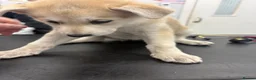 Mixed Breed dogs for sale: White Swiss shepherd cross wolf dog - Advert 15