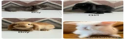 Lionhead rabbits for sale: mini double maned lionheads and mini lops  - Advert 1