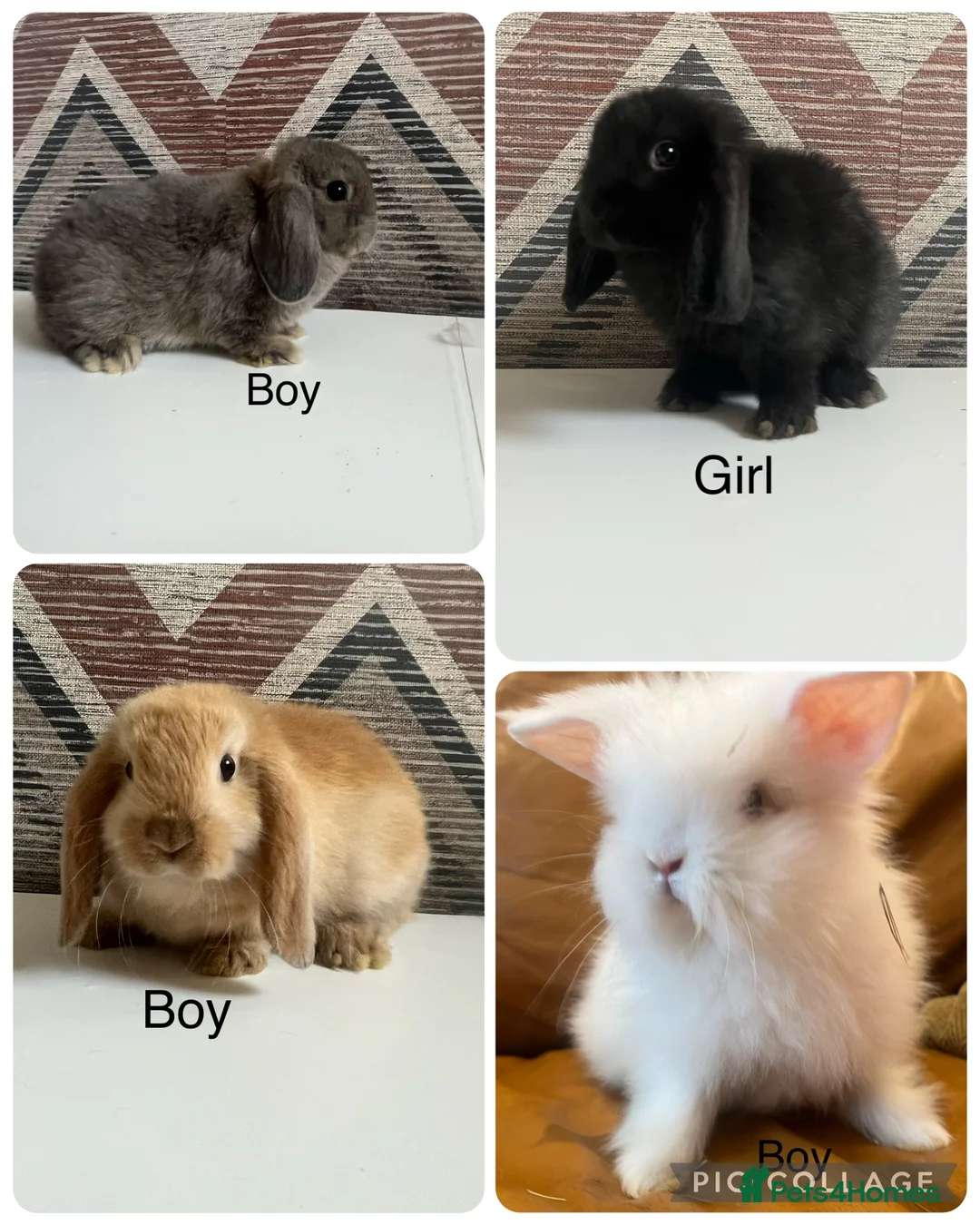 Lionhead rabbits for sale: mini double maned lionheads and mini lops  - Advert 1