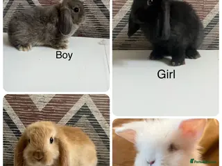 Lionhead rabbits mini double maned lionheads and mini lops - Advert 1