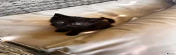 Mixed Breed cats for sale: Adorable Kittens  - Advert 19