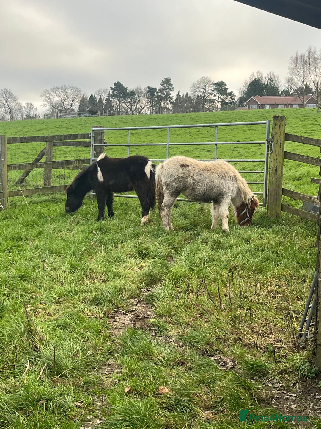 Riding pony horses for sale: 7-month-old Pony Filly & Colt, Unhandled - Advert 3