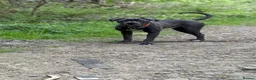 Cane Corso dogs for sale: 🐾 **Cane Corso Boy Looking for His Forever Home🏡 in Keighley - Advert 7