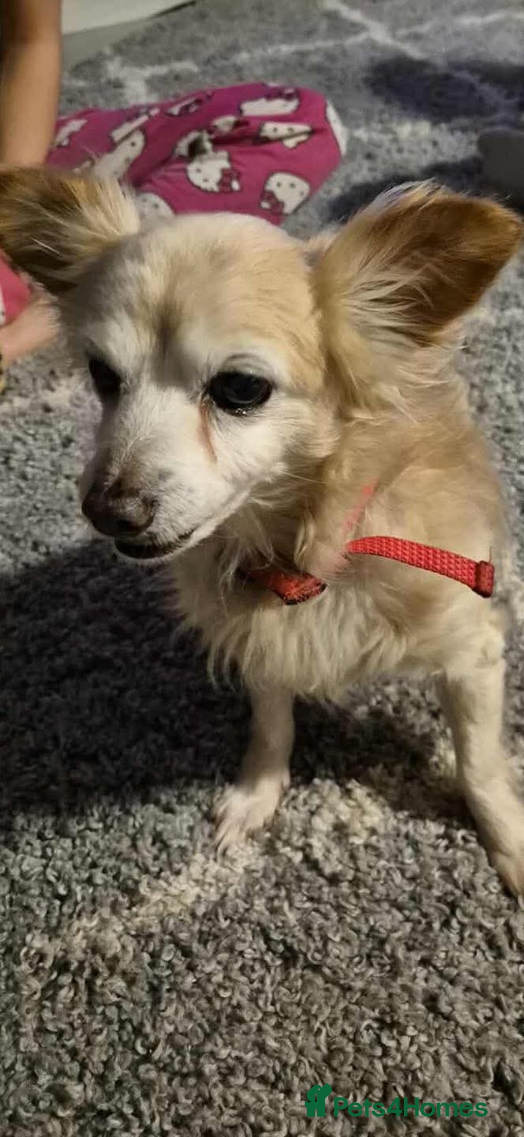 Chihuahua dogs for adoption: Meet Scamp - looking for his retirement home  - Advert 1