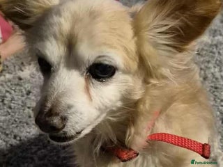 Chihuahua dogs Meet Scamp - looking for his retirement home - Advert 1