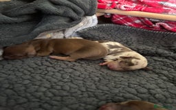 Miniature Dachshund dogs for sale: Miniature dachshund  - Image 3