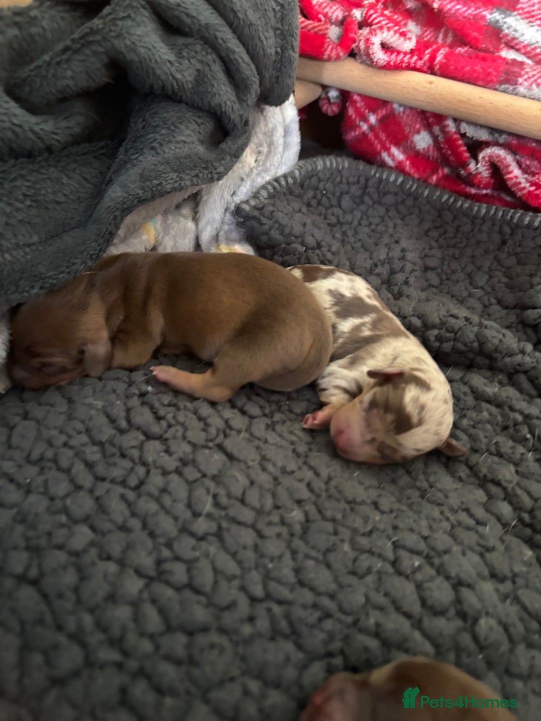 Miniature Dachshund dogs for sale: Miniature dachshund  - Image 3