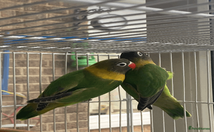Lovebirds birds - Advert 1