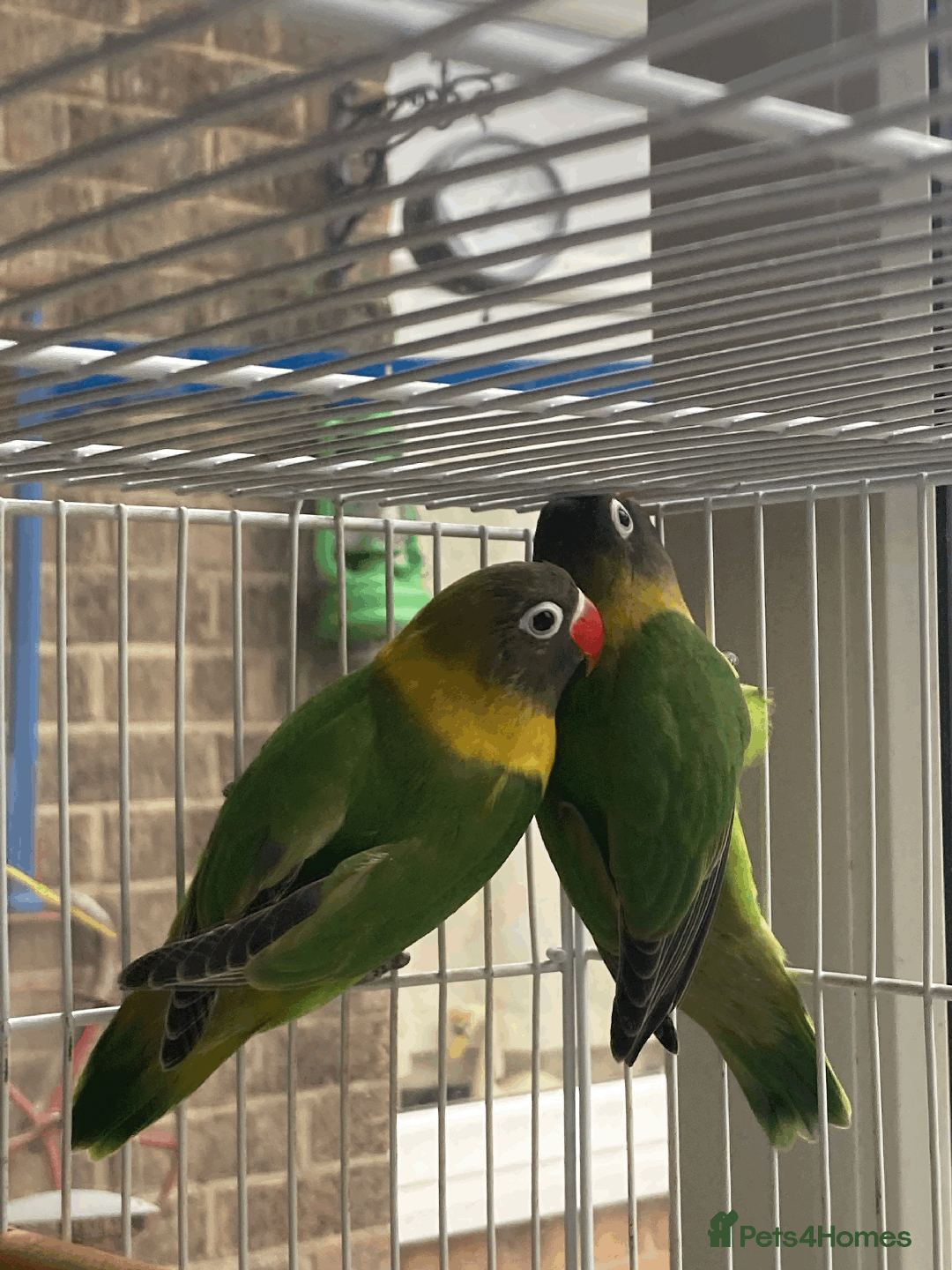 Lovebirds birds for sale: Fischer black masked lovebirds - Image 1