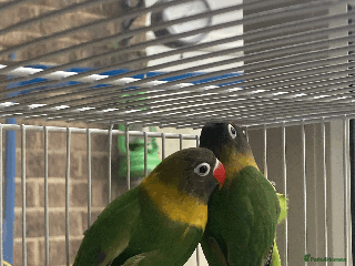 Lovebirds birds - Advert 15