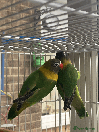 Lovebirds birds - Advert 1