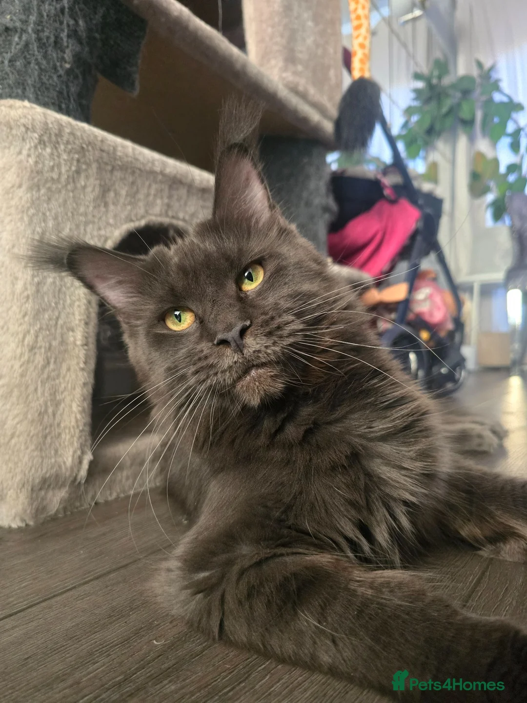 Maine Coon cats for sale: Blue Maine Coon tica registered  - Advert 1