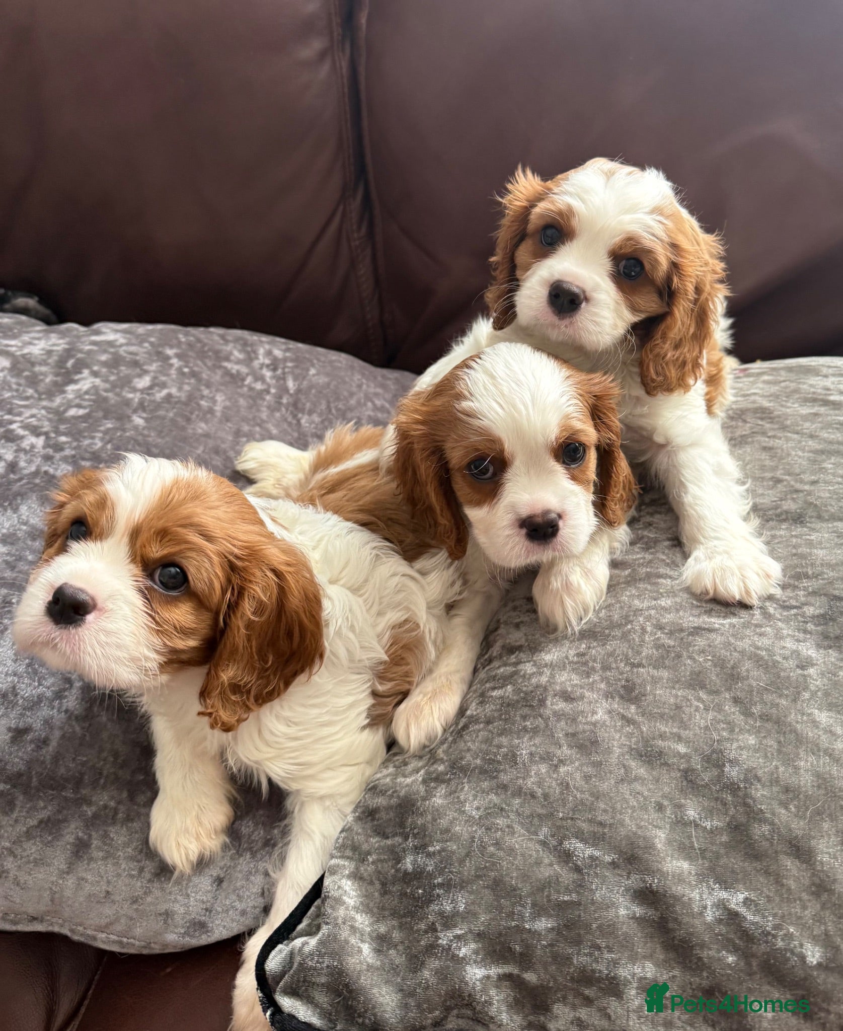 Cavalier King Charles Spaniel dogs Very calm boy/ very energetic boy/ very sweet girl - Advert 2