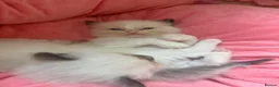 Ragdoll cats for sale: Exceptional Ragdolls  - Advert 24