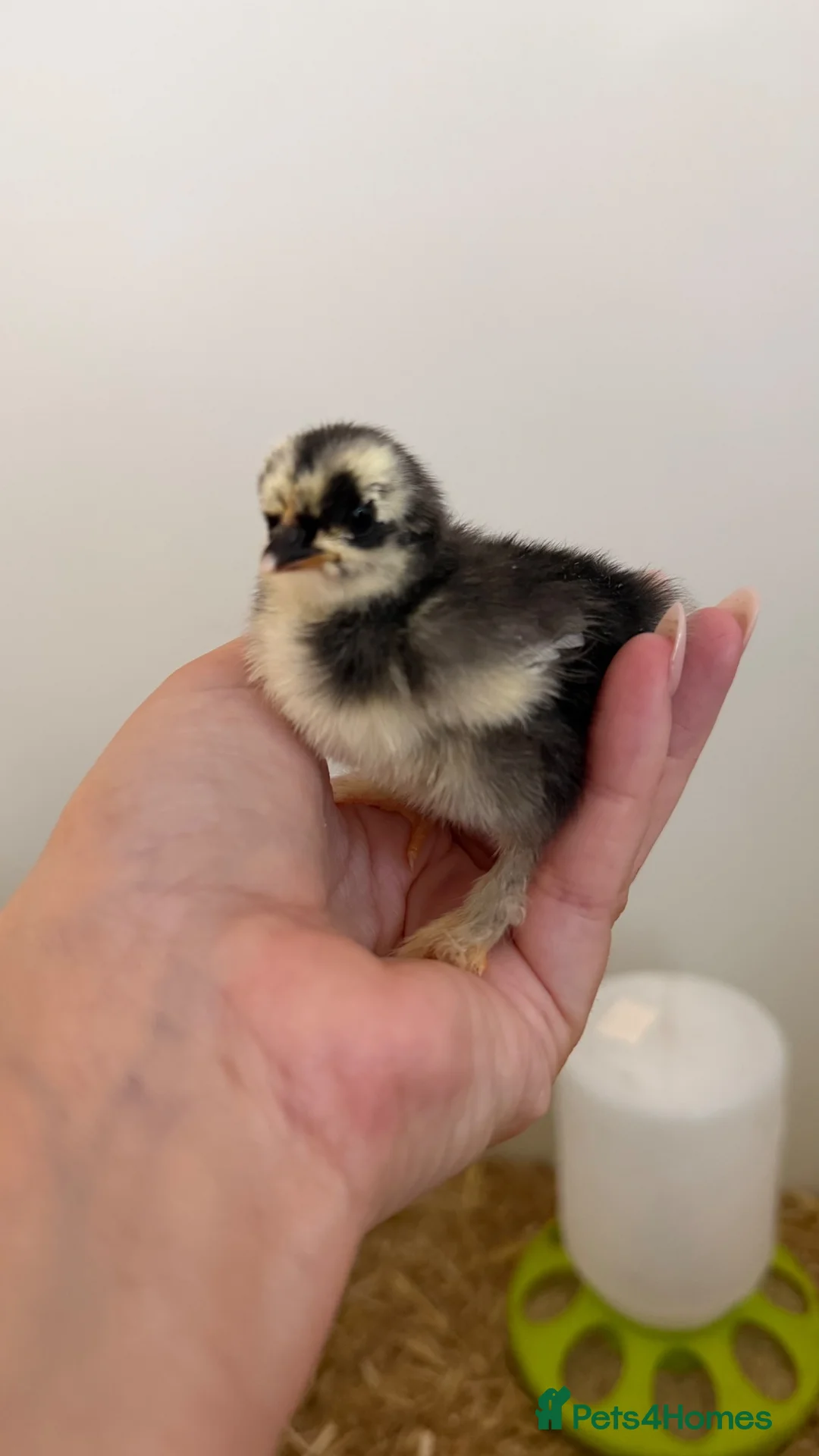 Chickens poultry for sale: Pekins - Advert 3