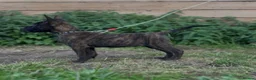 Belgian Shepherd Dog dogs for sale: Dutch herder  in Bedworth - Advert 6