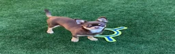 Chihuahua dogs for sale: Chihuahua Puppy  - Advert 3