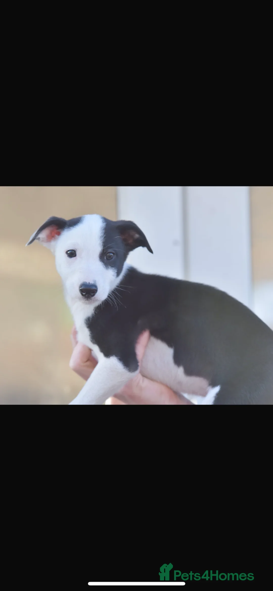 Lurcher dogs for sale: Collie Saluki Greyhound pups - Advert 1