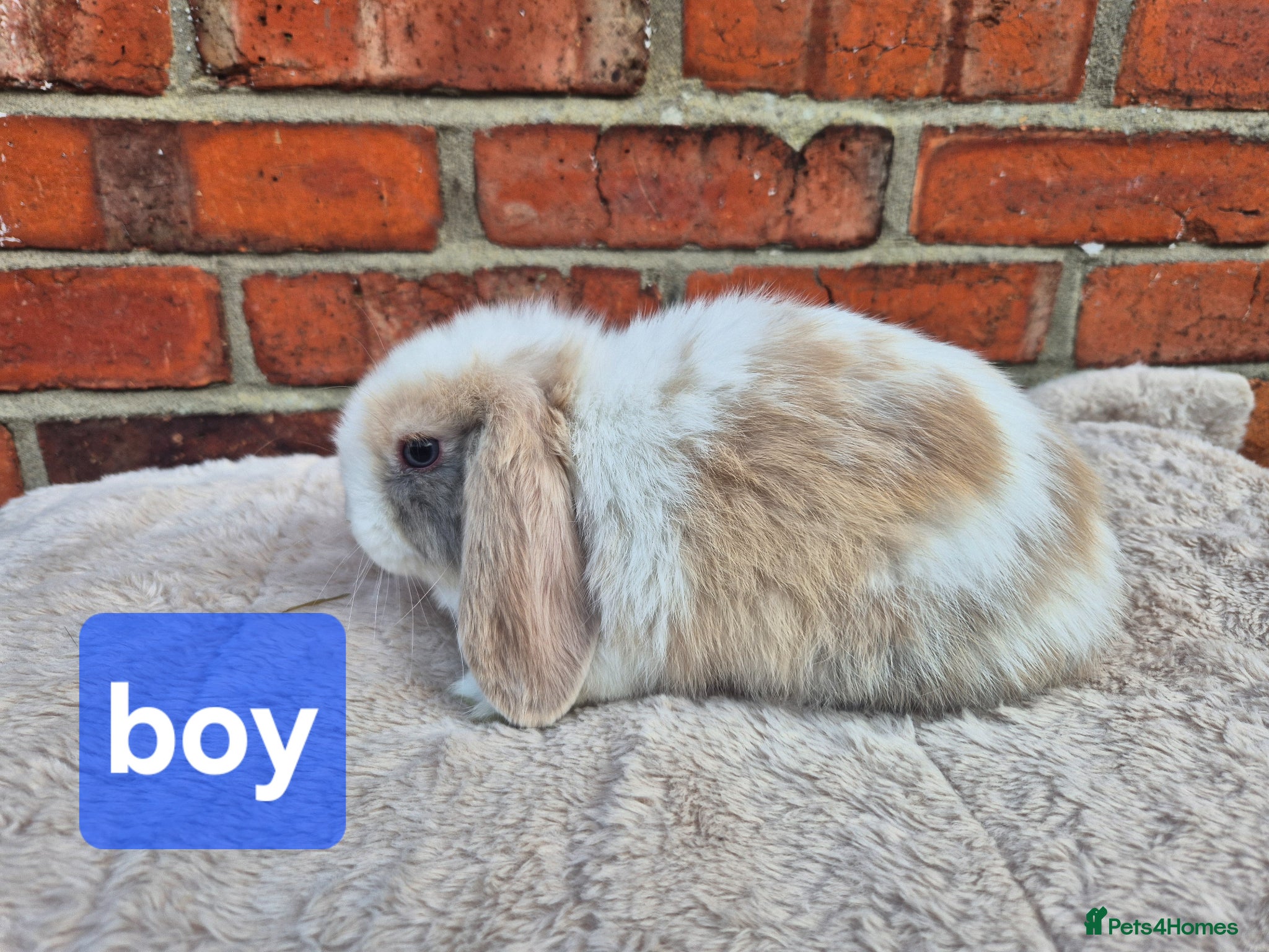 Mini Lop rabbits ❤️ READY TO LEAVE NOW  💙  - Advert 1