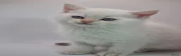 Scottish Fold cats for sale: Beautiful TICA Registered Scottish Fold Kittens - Advert 14