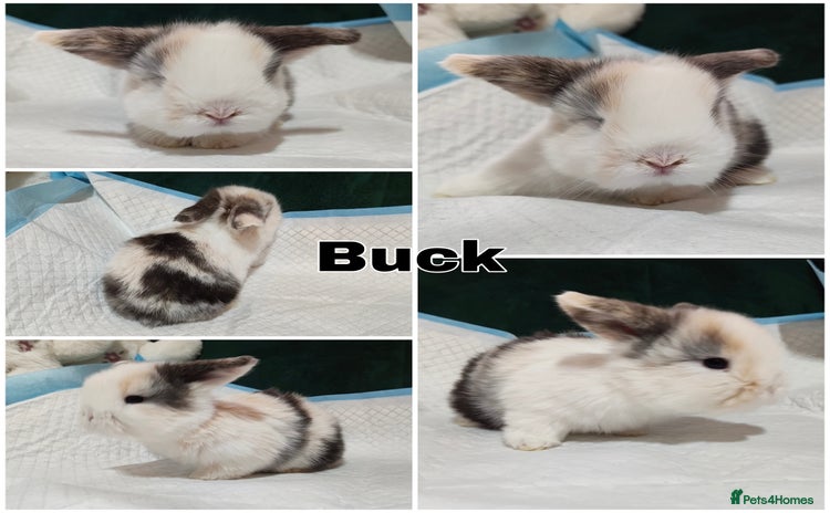 Mini Lop rabbits - Advert 11