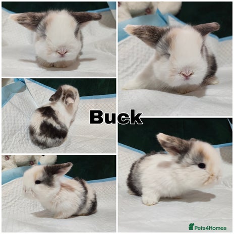 Mini Lop rabbits - Advert 11