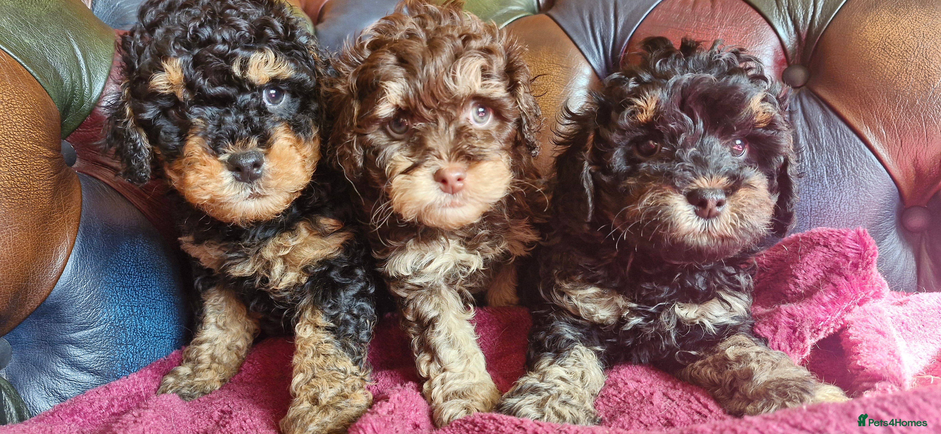 Cavapoo dogs Gorgeous f1bb Cavapoo pups. Health tested parents  - Advert 6